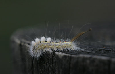Tussock caterpillar.jpg