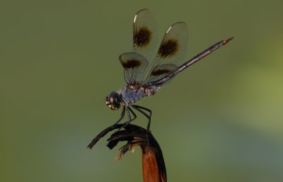 Four-spotted Pennant.jpg