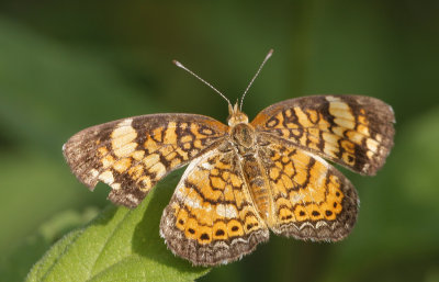 Phaon Crescent.jpg
