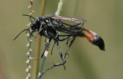 Wasps 1.jpg