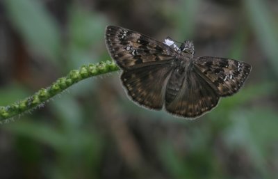 Duskywing.jpg