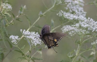 Eastern Tiger Swallowtail.jpg