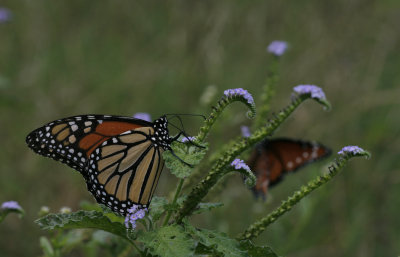 Monarch.jpg