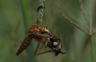 Robberfly with Bee.jpg