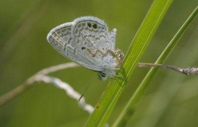 Ceraunus Blue.jpg