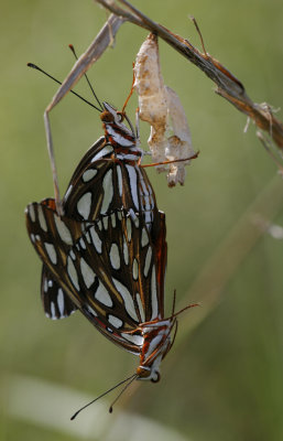 mating Gulf Fritillaries.jpg