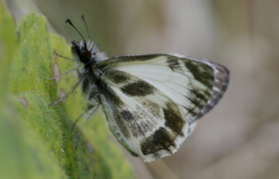Turks-cap White Skipper.jpg