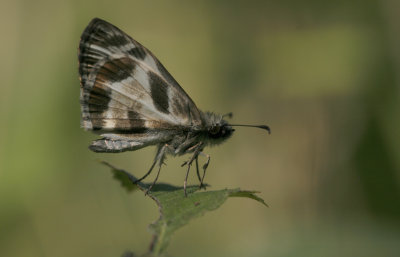 Turks-cap White Skipper.jpg