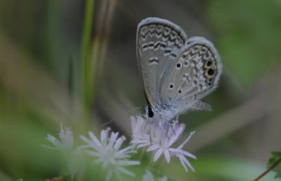 Ceraunus Blue.jpg