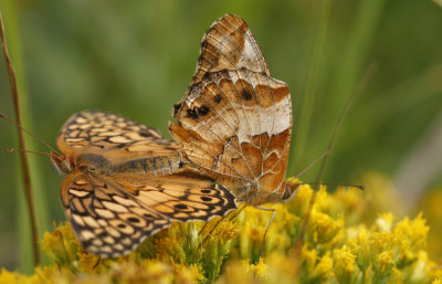 Varigated Fritillaries.jpg