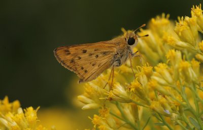 Fiery Skipper.jpg