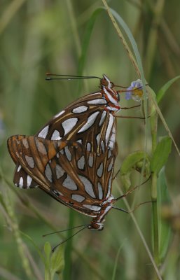 mating Fritillaries.jpg