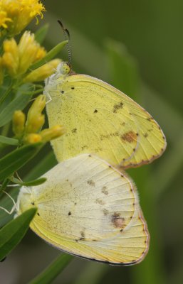 Little Yellows.jpg