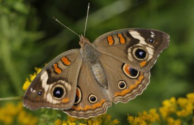 Common Buckeye.jpg