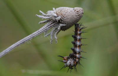 Fritillary Caterpillar.jpg