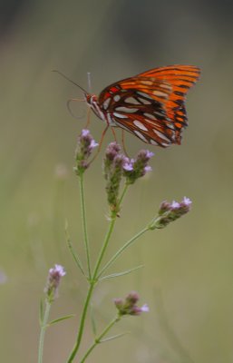 Gulf Fritillary.jpg