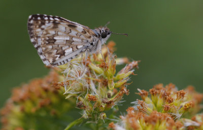 Checkered Skipper.jpg
