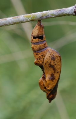 empty Chrysalis.jpg