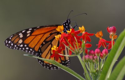 Monarch.jpg