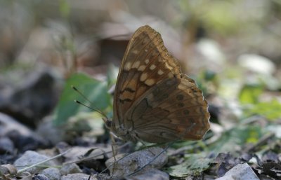 Tawny Emperor.jpg