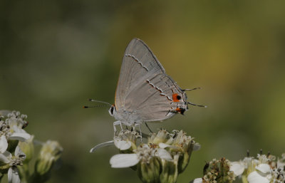 Gray Hairstreak.jpg