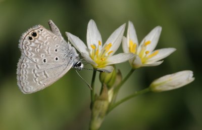 Ceraunus Blue1.jpg