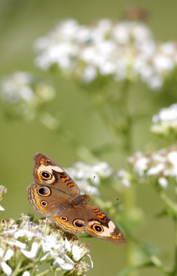 Common Buckeye.jpg