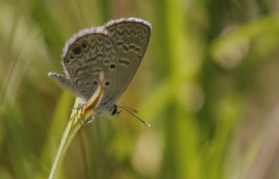 Ceraunus Blue.jpg