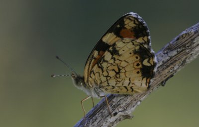 Pearl Crescent.jpg