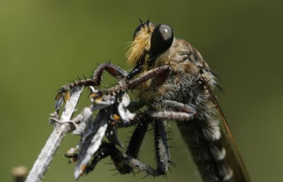 Robber Fly1.jpg