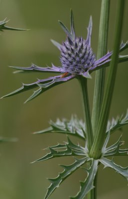 Eryngo2.jpg