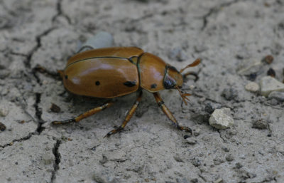Spotted June Beetle.jpg