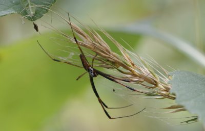 male Goldensilk Spider.jpg
