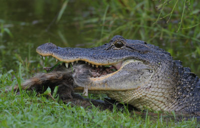 Alligator eating Racoon.jpg