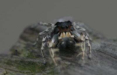 Jumping Spider.jpg