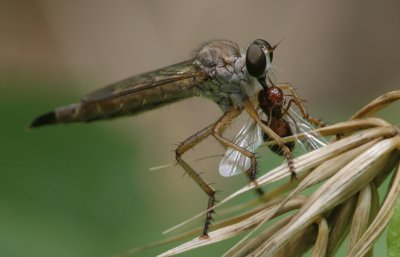 Robber Fly eating Ant.jpg