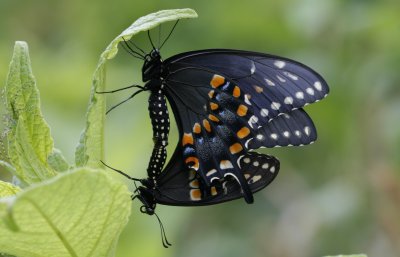 mating Black Swallowtails.jpg