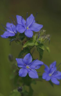 Blue Waterleaf.jpg