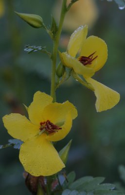 Partridge Pea.jpg