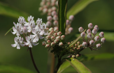 Milkweed.jpg