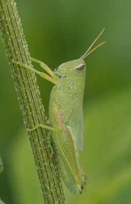Grasshopper2.jpg