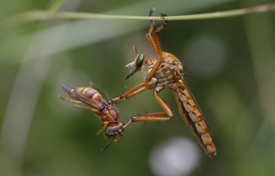 Robberfly with Wasp.jpg
