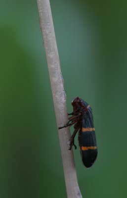 Two-lined Spittle Bug.jpg