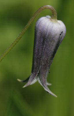 Leather Flower.jpg