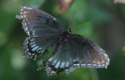 Red-spotted Purple1.jpg