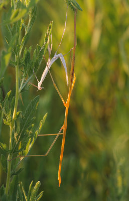 Walkingstick freshly shed.jpg