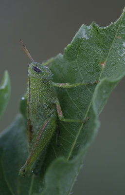 Grasshopper3.jpg