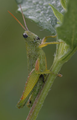 Grasshopper4.jpg