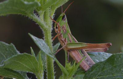 Grasshopper5.jpg