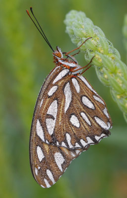 Gulf Fritillary1.jpg